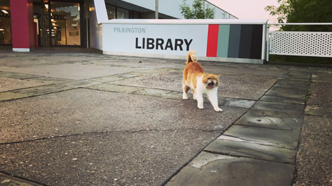 2017 Charlie the Cat