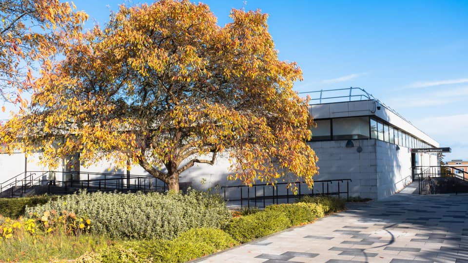 An autumnal tree with the Herbert Manzoni Building behind