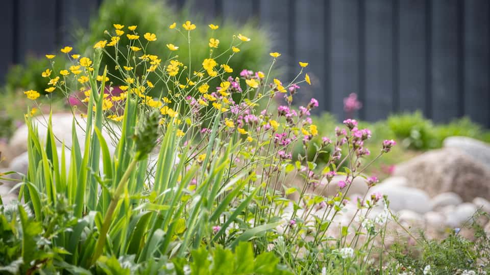 Small yellow flowers amongst foliage. There are stones and rocks in the background.