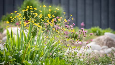 Small yellow flowers amongst foliage. There are stones and rocks in the background.