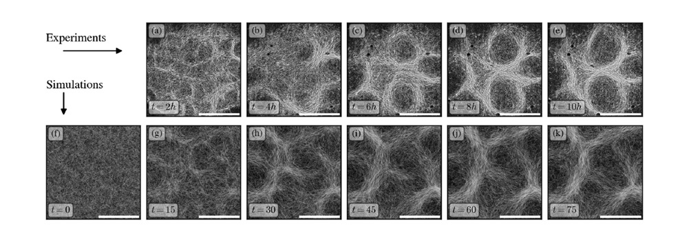Image: Time-lapse images show how Oscillatoria lutea filaments self-organise into intricate patterns. Panels (a–e) are microscope images of real cyanobacteria, while panels (f–k) are simulations replicating the same conditions. Both experiments and simulations demonstrate how small features emerge and gradually form stable patterns over a few hours. Original figure caption at: https://doi.org/10.1