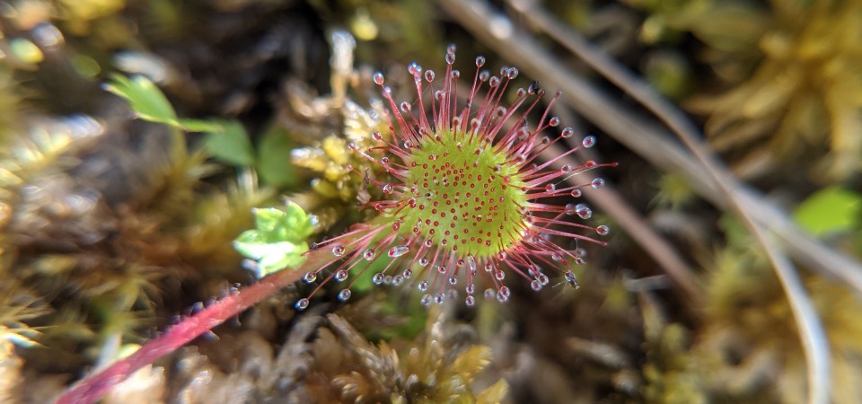 The drosera carnivorous plant