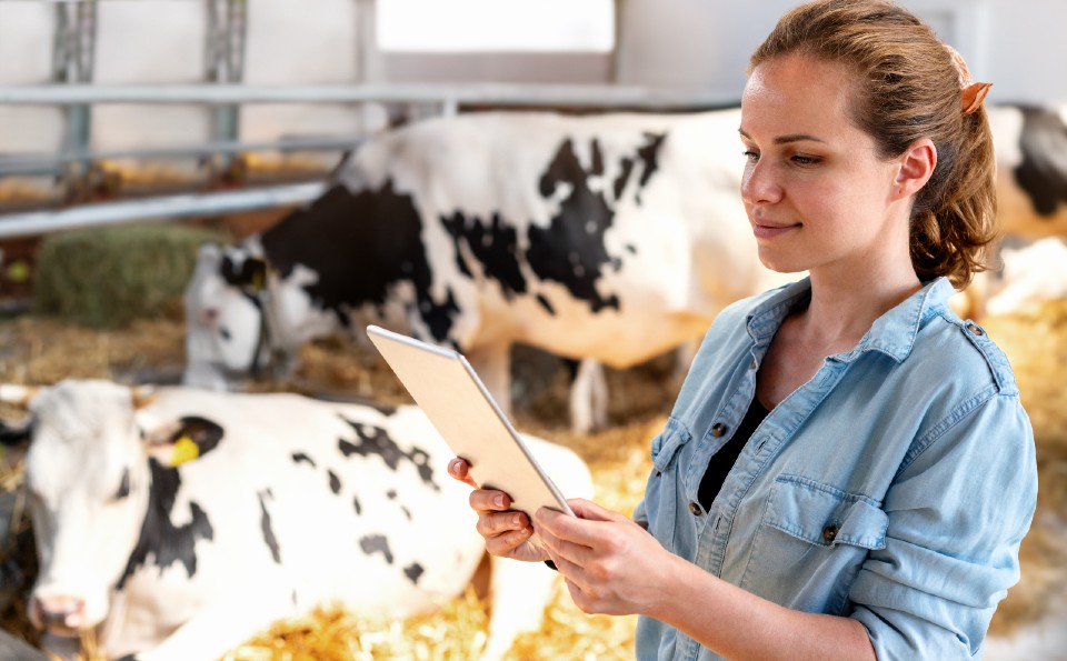 A woman in a blue shirt holding an iPad with two black and white cows in the background in a farm setting