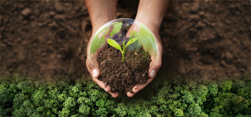 Hands holding a plant
