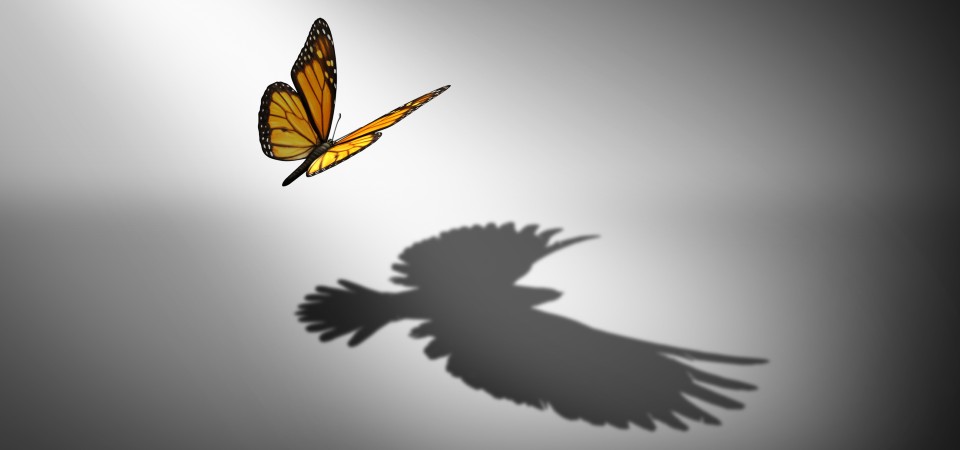 A butterfly looks at his shadow, which remebles an eagle
