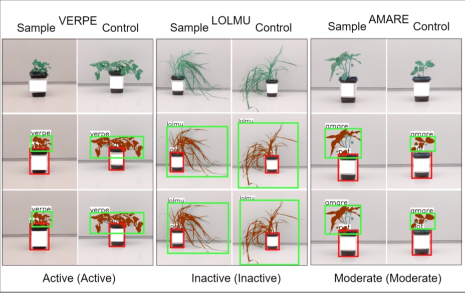 This image showcases how an AI system evaluates the effectiveness of herbicides on different weed species. Each column represents a different weed type (VERPE, LOLMU, and AMARE) with sample (treated) and control (untreated) plants. The AI model analyses weed growth, classifying responses as Active, Inactive, or Moderate, automating what was traditionally a manual and time-consuming process.