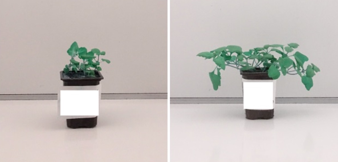 The plant on the left has been treated with a herbicide, showing reduced growth, while the right plant is an untreated control, demonstrating normal growth. This comparison helps assess the effectiveness of herbicide treatments.