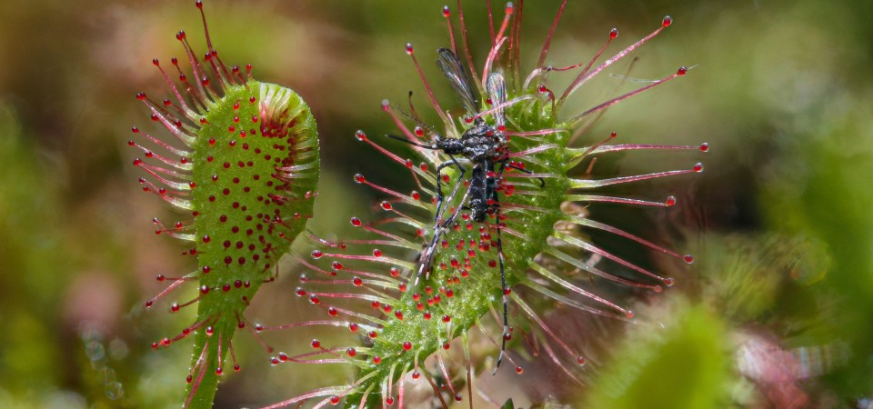 A sundew carnivorous plants digesting a fly