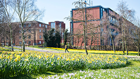 A large expanse of daffodils with University buildings in the background