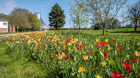 An expanse of red and yellow flowers with campus buildings in the background