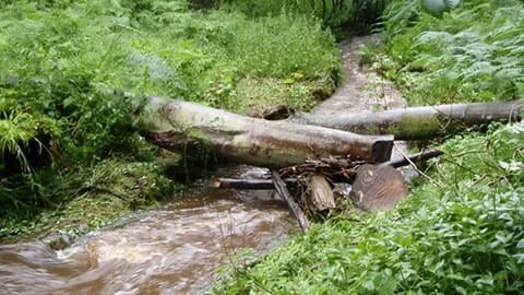 a dead tree lying across a stream