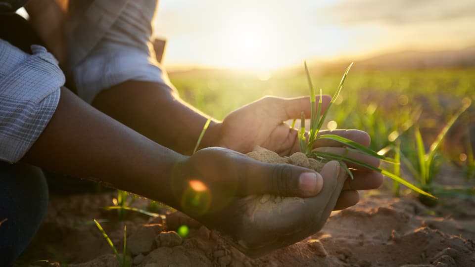 A pair of hands cradling soil in a farm field with the sunrise behind them.