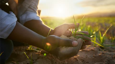A pair of hands cradling soil in a farm field with the sunrise behind them.