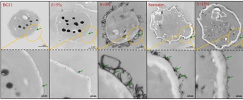 Comparison of extracellular polymeric substances, divalent metal ions and cell size from Chlorella sorokiniana SDEC-18 cultivated in BG11 medium, freshwater medium and seawater-based media
