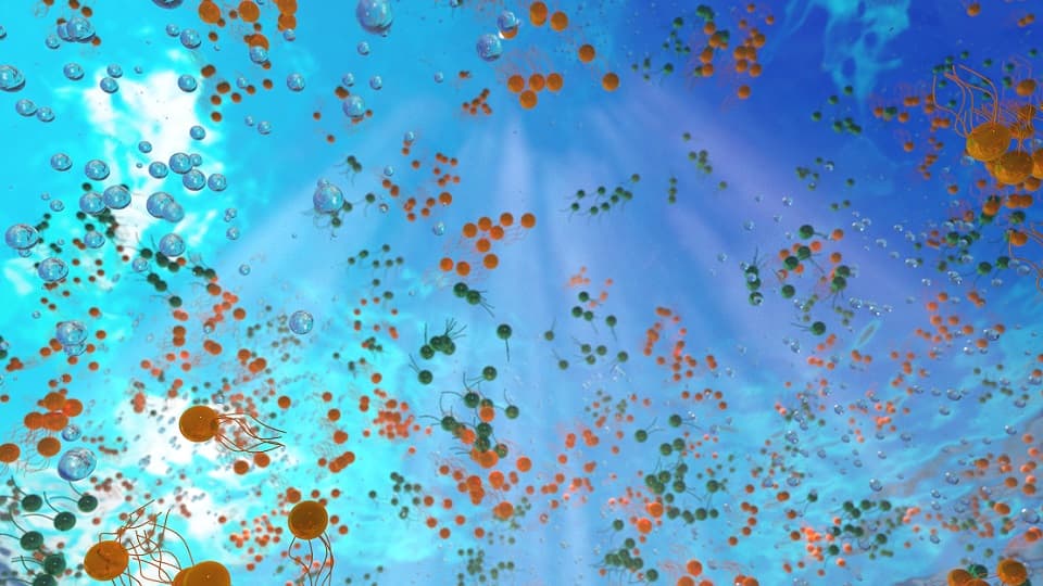 bacteria or phytoplankton moving in an aqueous environment