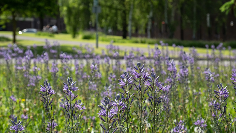 camassia quamash flowers on Loughborough campus