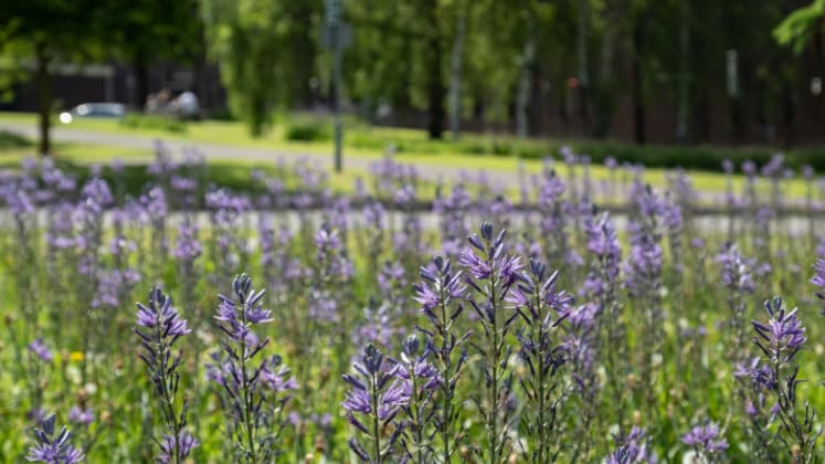 Lavender growing in a field