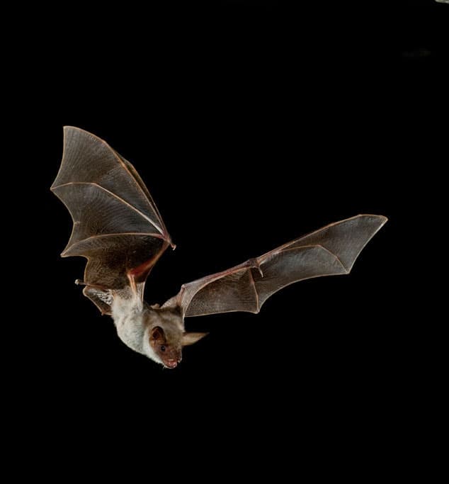 a bat in flight