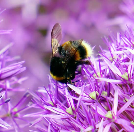 a White tailed bumble bee on a flower