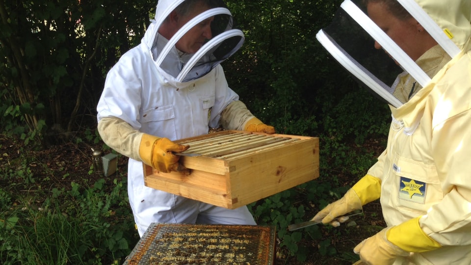 Collecting honey from the hive