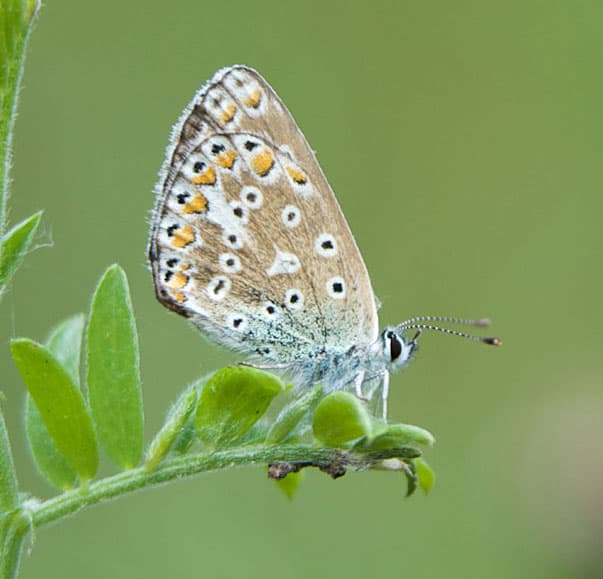 Common Blue butterfly