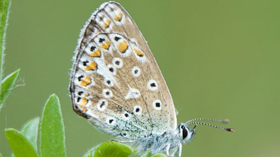 a Common Blue Butterfly