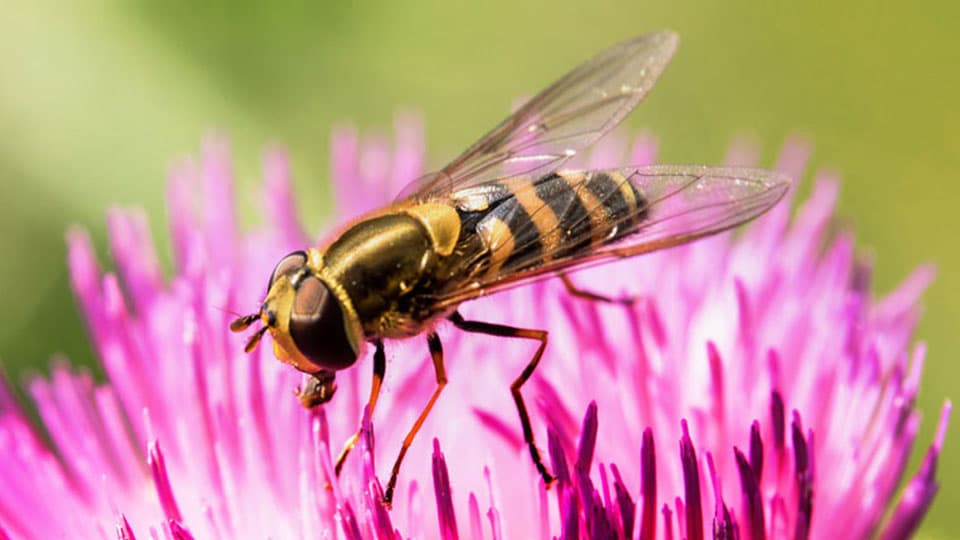 a hoverfly on a flower