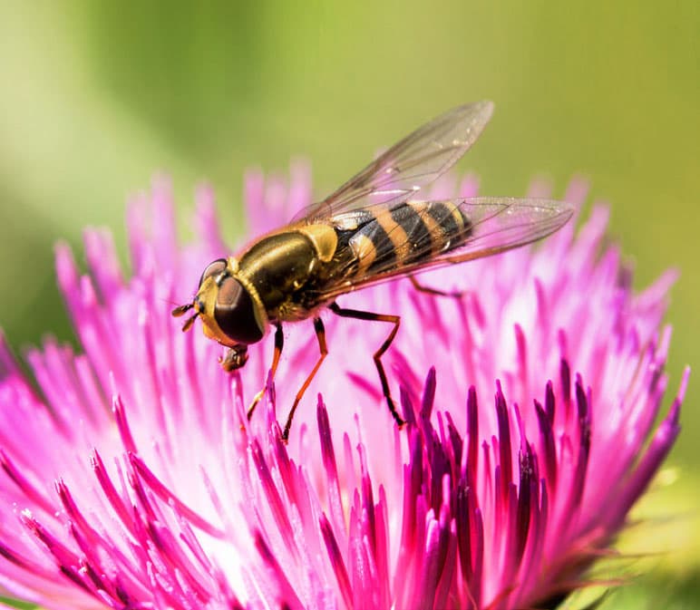a hoverfly on a flower