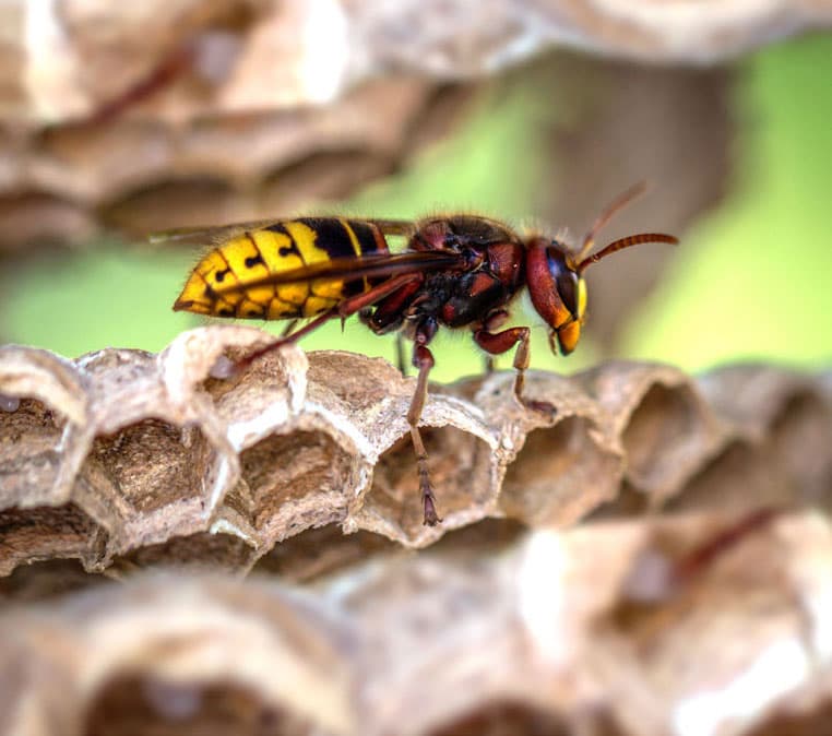a wasp