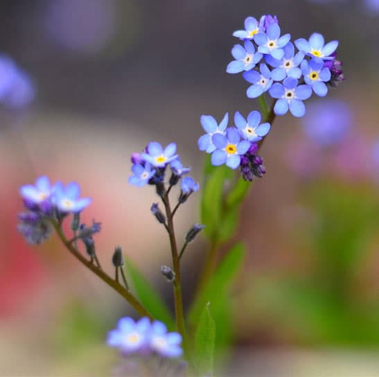 Forget Me Not flowers