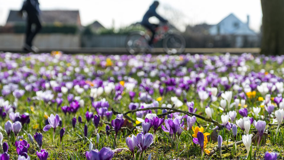 crocus in foreground a cyclist in the background