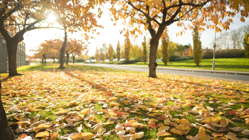 trees with fallen leaves