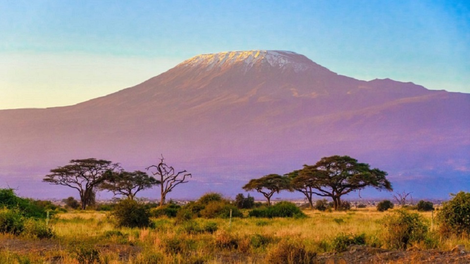 Image of a mountain with snow on the top. In the foreground are trees and long grass. 