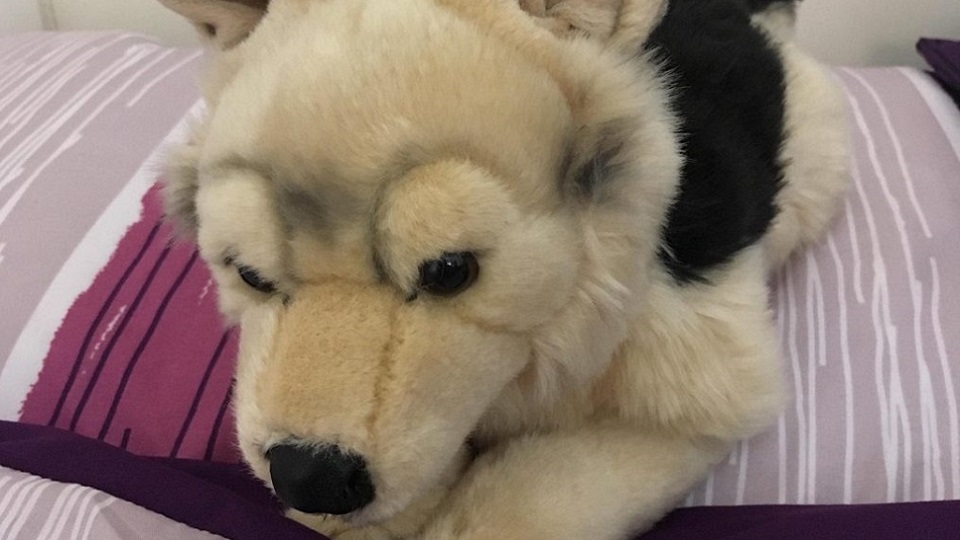 A soft toy dog that Emma brought to university. 