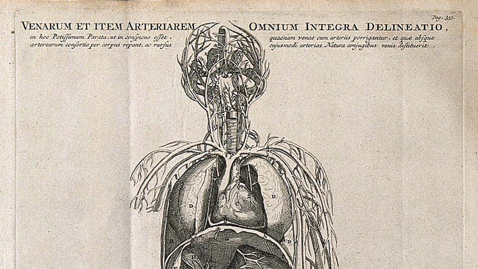 An illustration of the inside of a human body