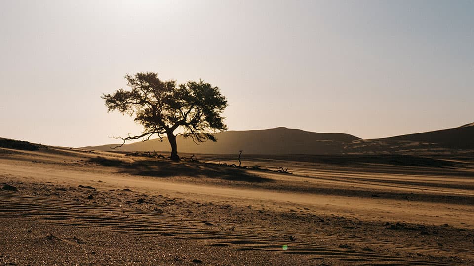 landscape with trees in Namibia