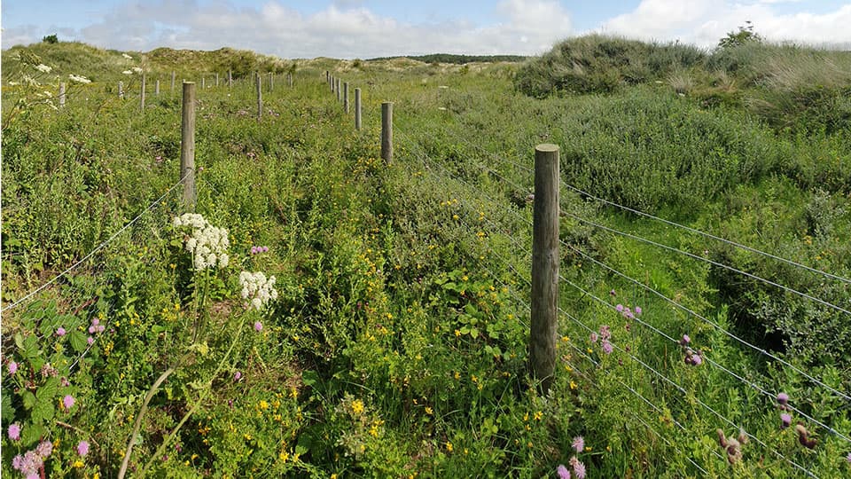 A field filled with millet flowers