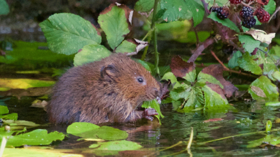 Water vole at the Holnicote Estate