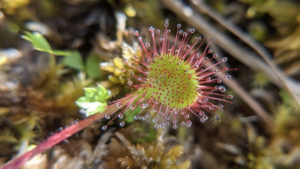 a sundew fungus