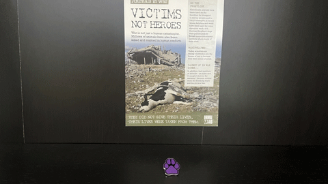 a purple paw shaped pin badge