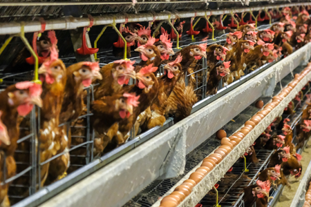Chickens in a conveyor
