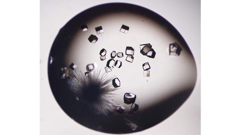 Crystallisation occuring. 
Protein crystal of lysozyme with tetragonal or sea urchin shape in one droplet