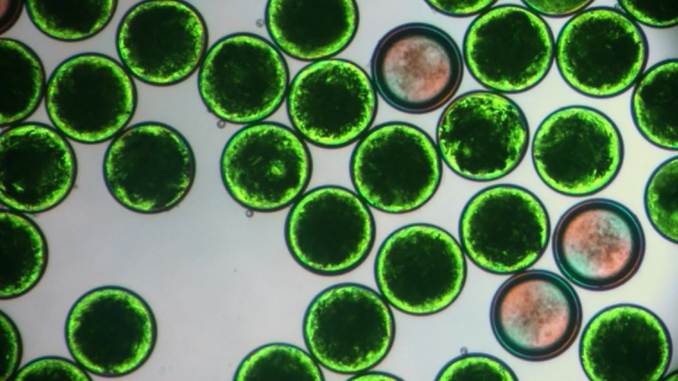 Microcapsules changing state. some are green, others are red.