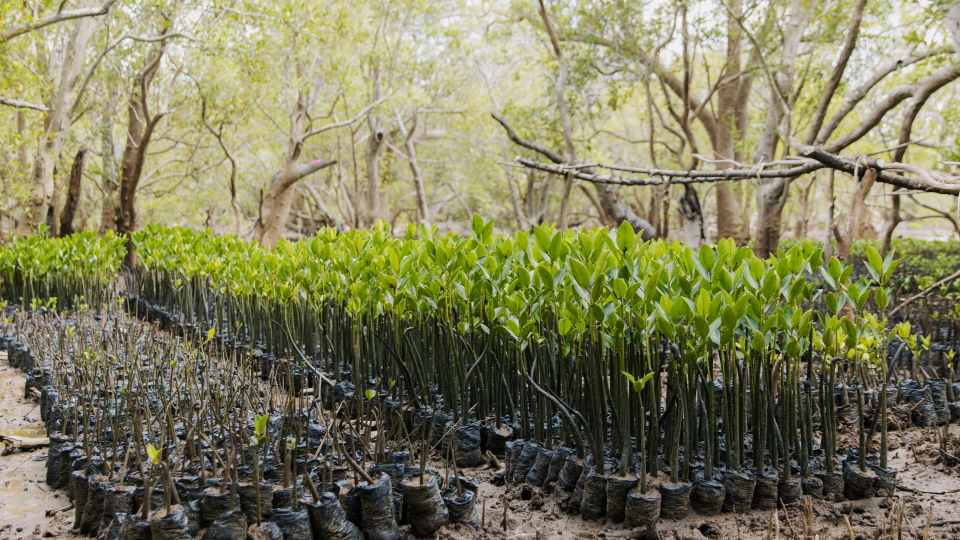 A big group of saplings in a forest.