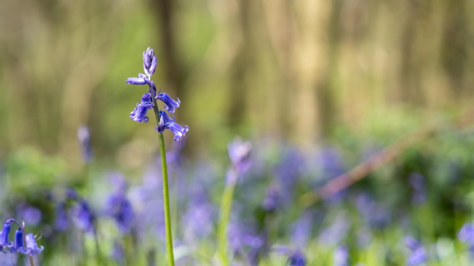 An up close photograph of a single bluebell in Burleigh Wood.