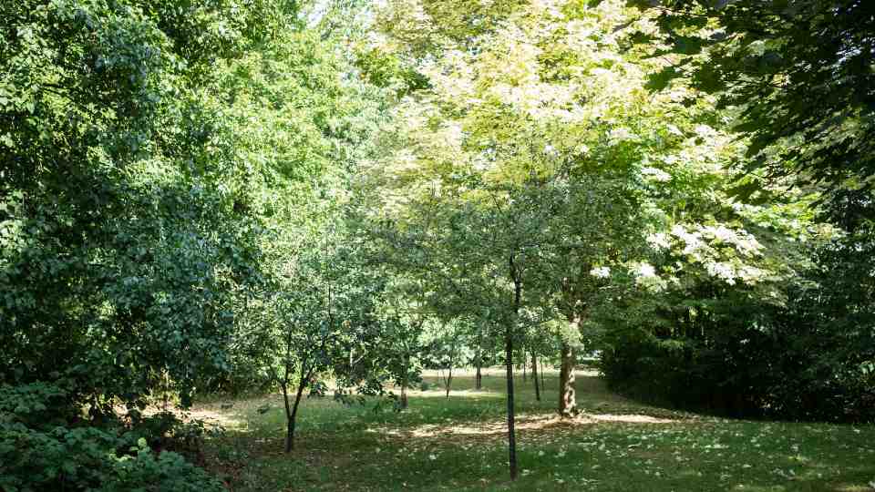 The Fruit Routes orchard on a sunny day.