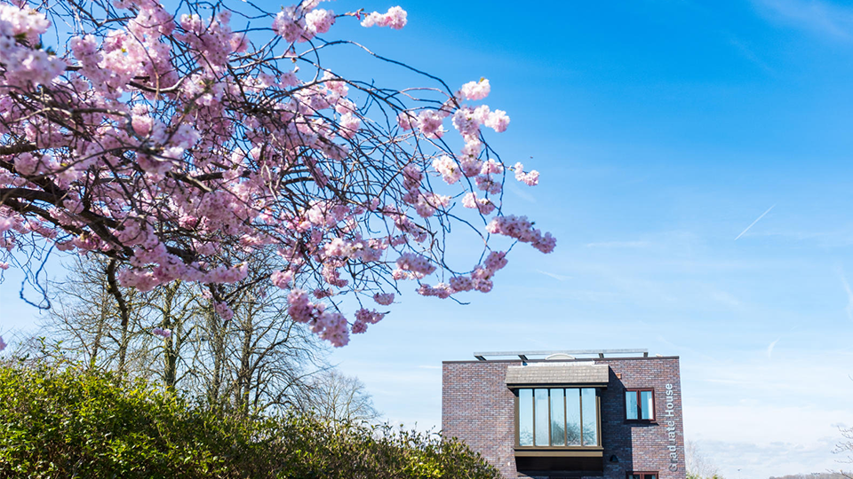 A blossom tree on the left-hand side with blue skies and the Graduate House Building in the background
