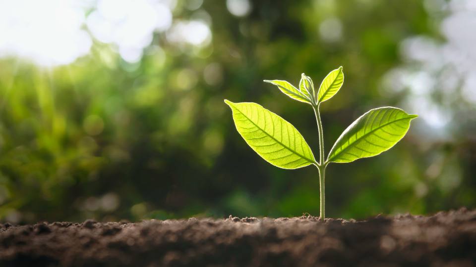 A close up of a green-leaf plant in it's early stages